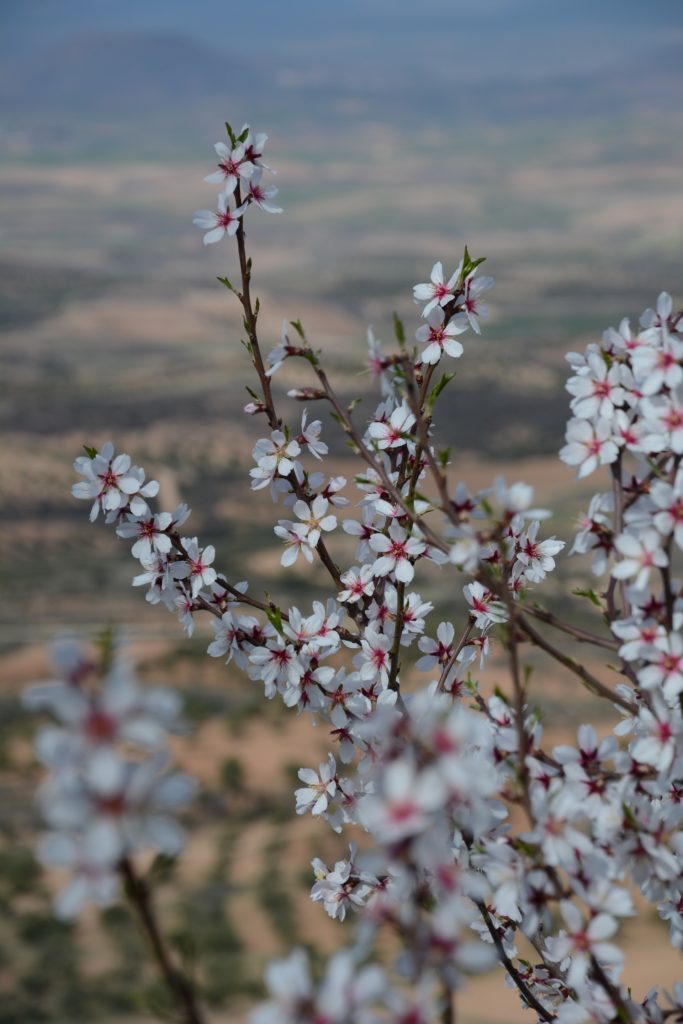 Blossoming tree