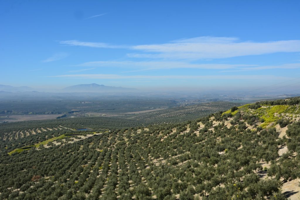 Olive trees