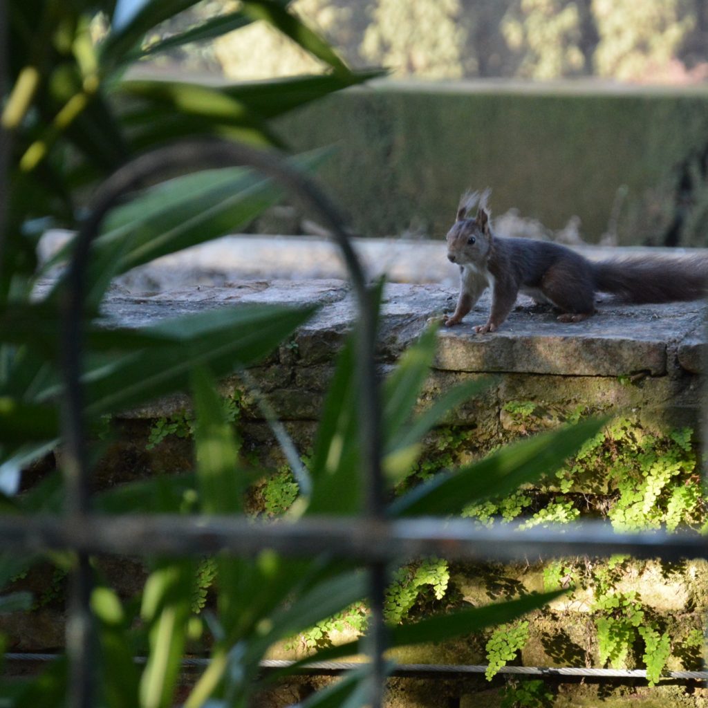 Squirrel