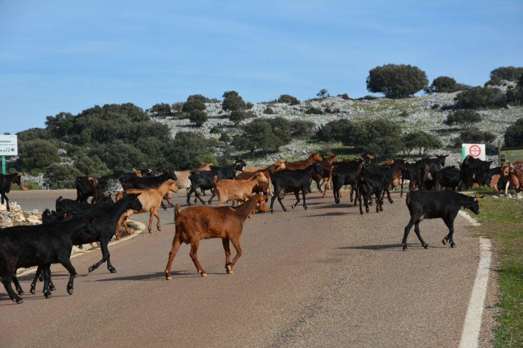 Trafic jam Zuheros