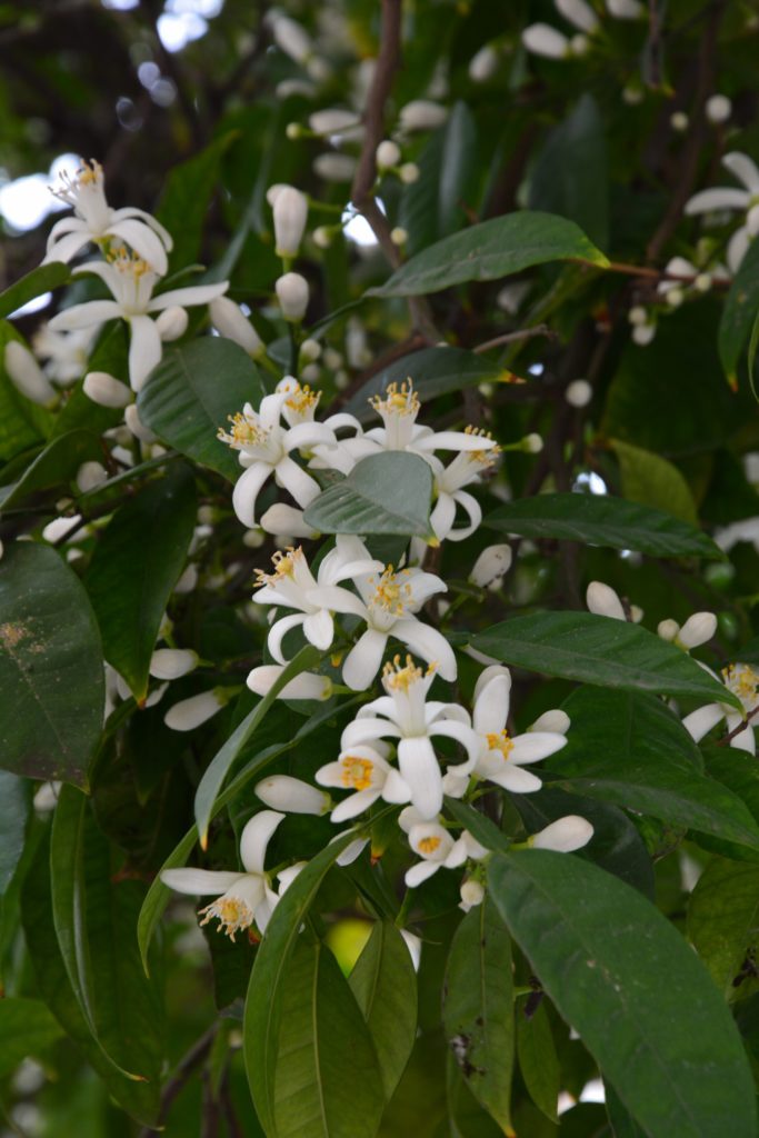 Orange blossom