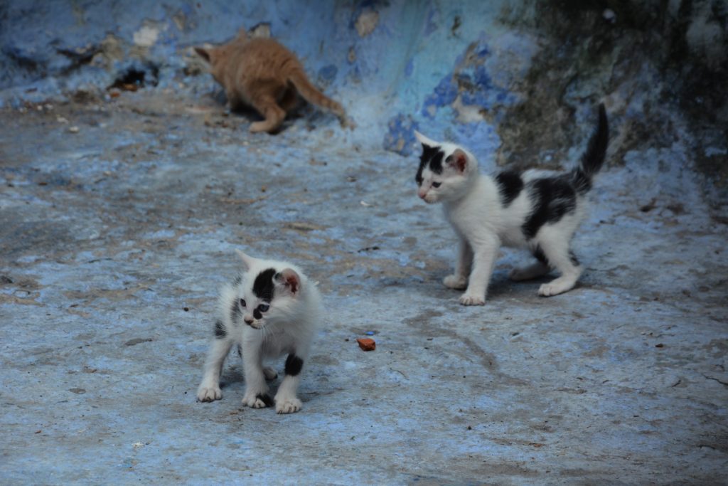 Kittens