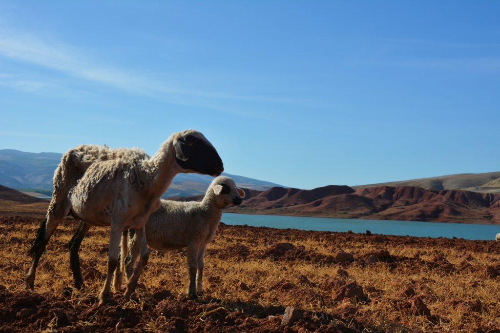 Sheep