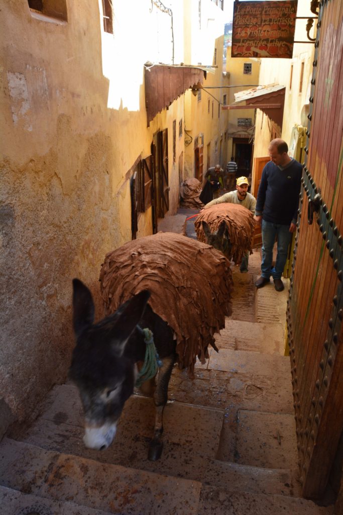 Donkey