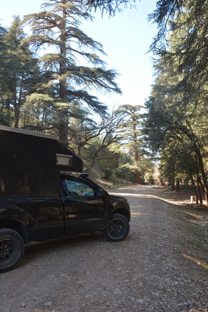 Cedar forest