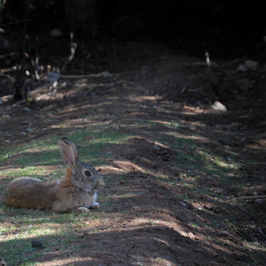 Bunny