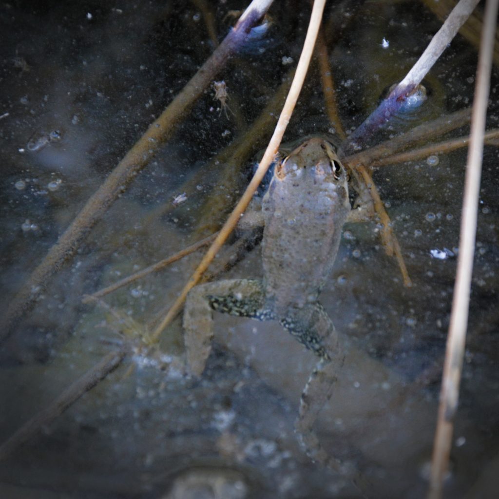 Frogs