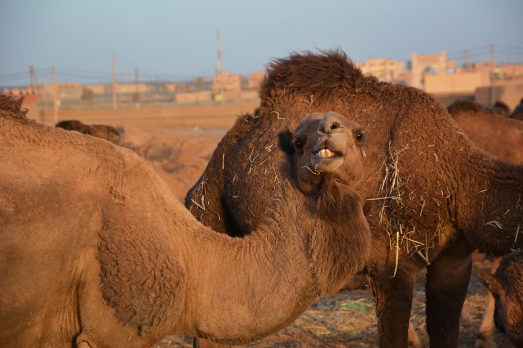 Camel