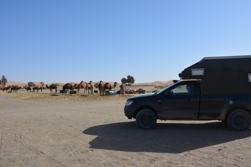 Camels