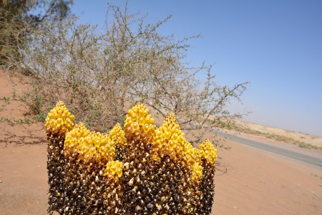 Desert flower