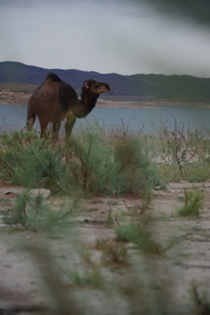 Camel