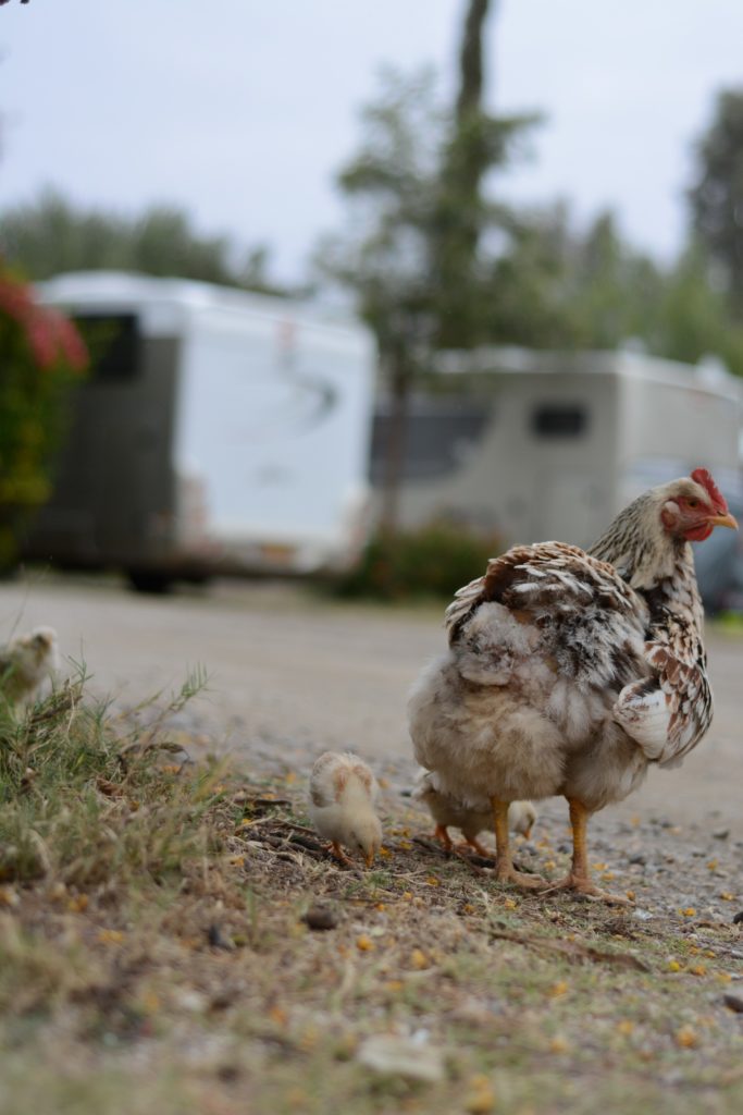 Chicken