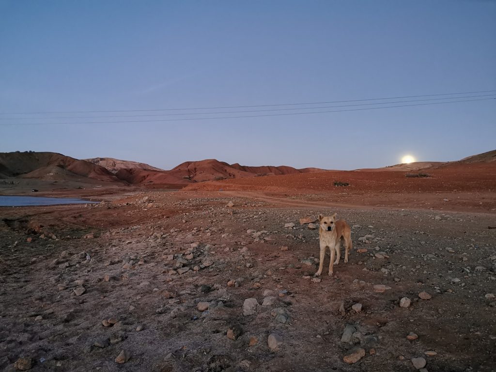 Marsdog