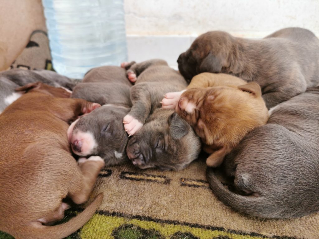 Puppies