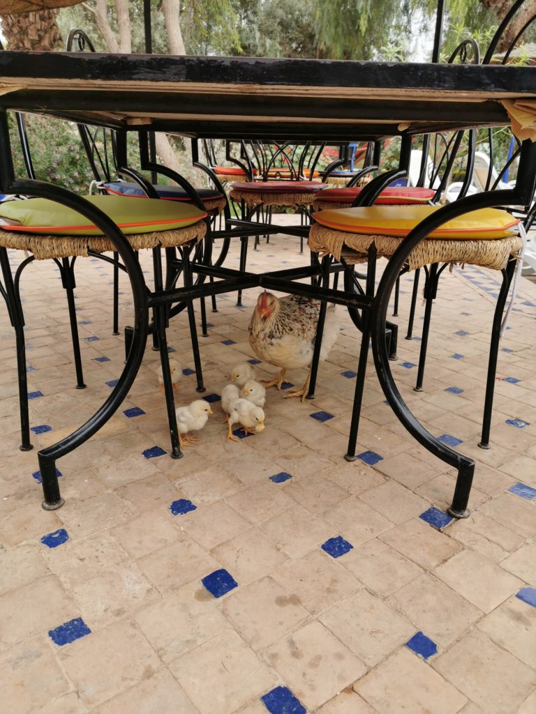 Chicken
