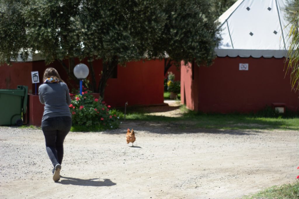 Carole chasing a chicken