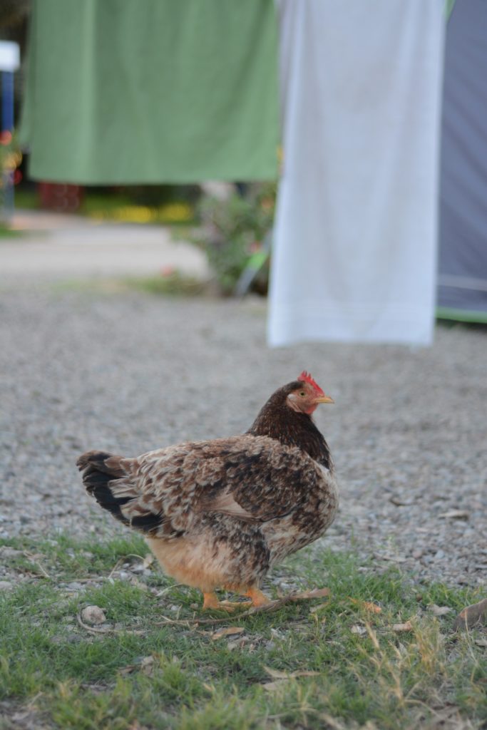 Hen