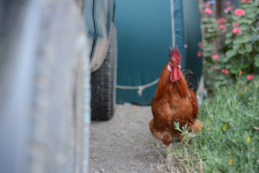 Cock inspecting our car