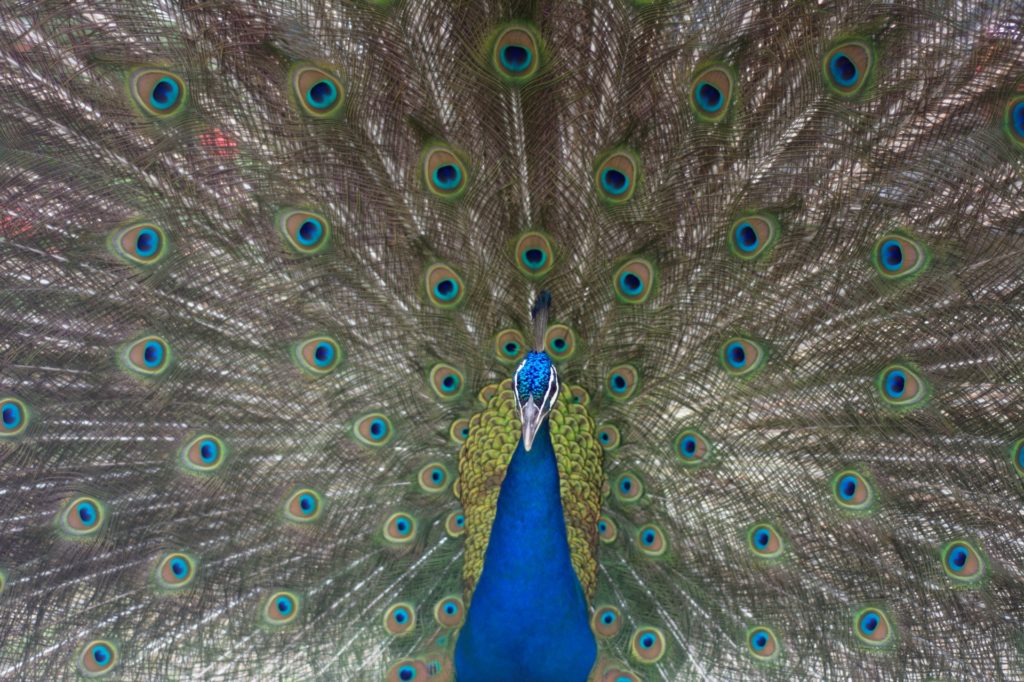 Boss peacock