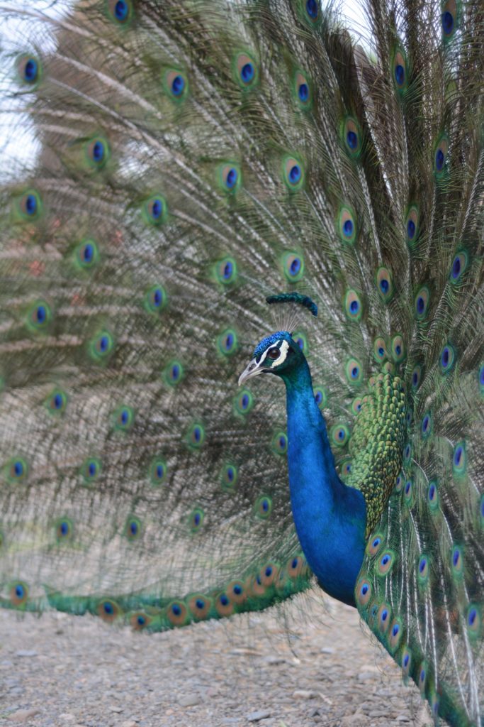 Peacock