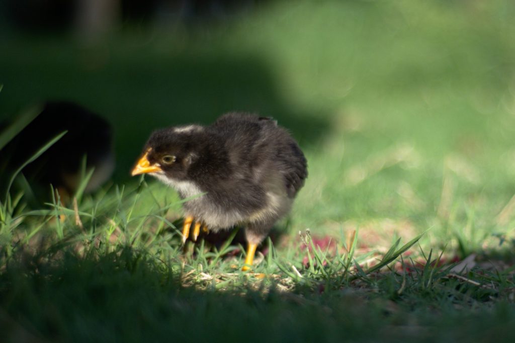 Small chick