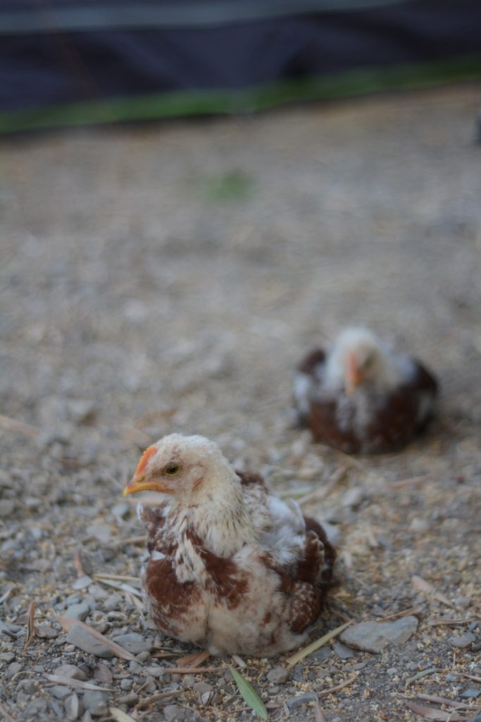 Chicken