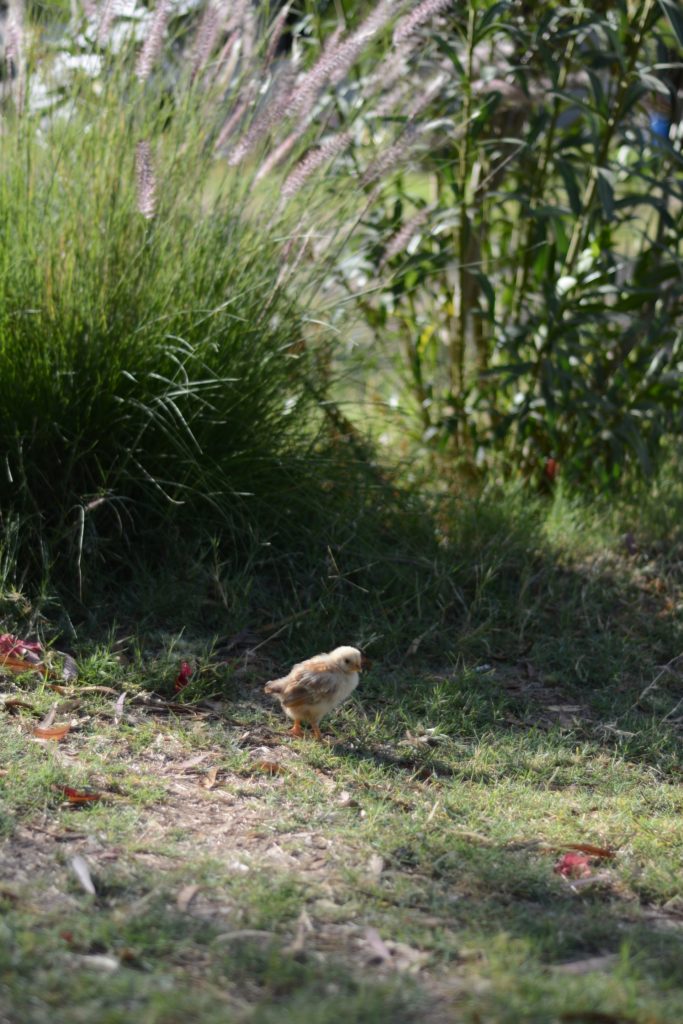 Chicken