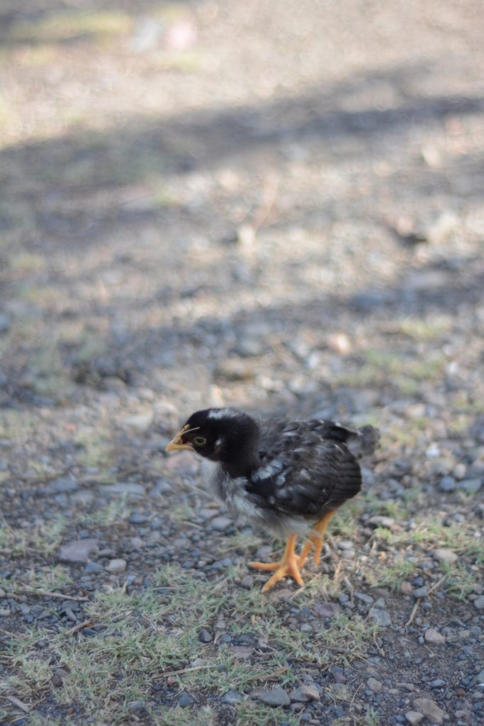 Chicken