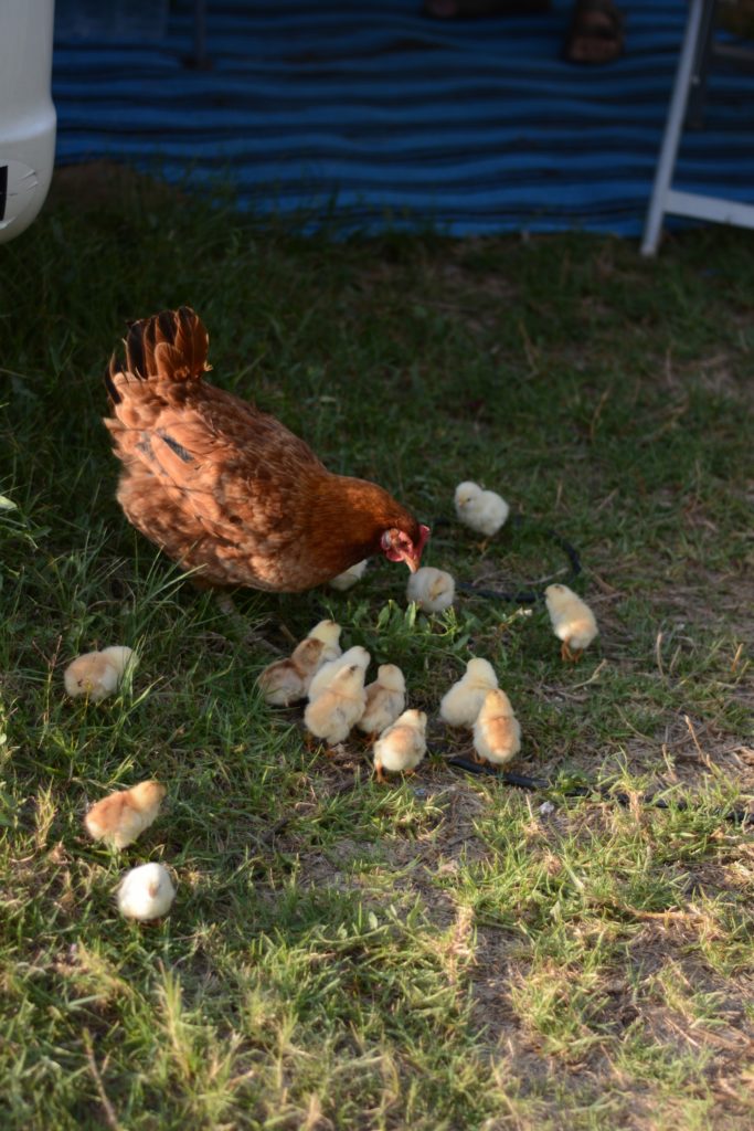 Chicken