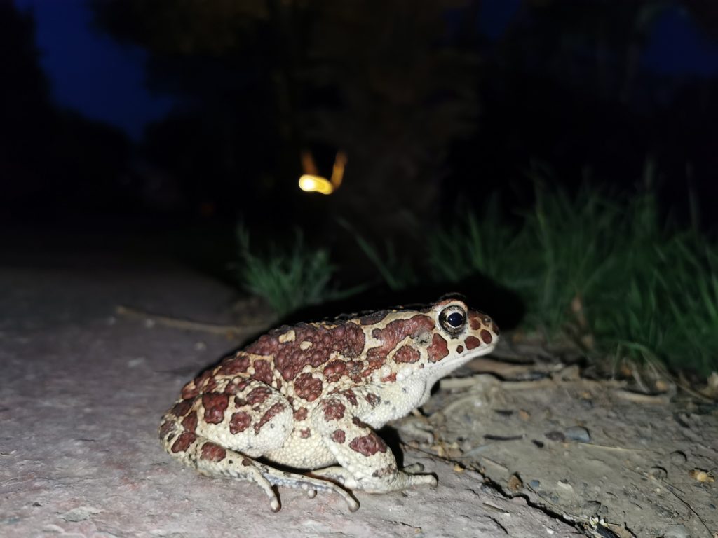 Berber toad