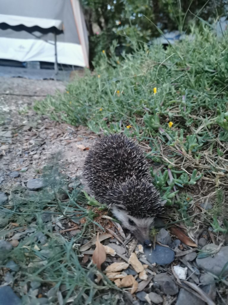 Hedgehog