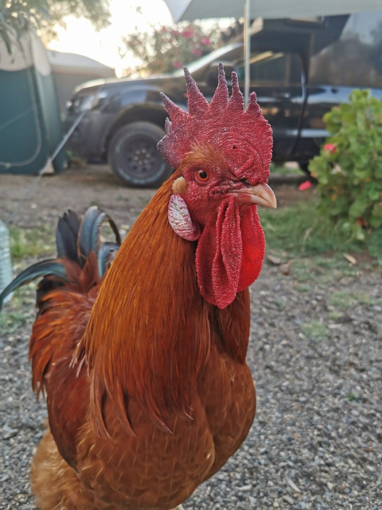 Chicken