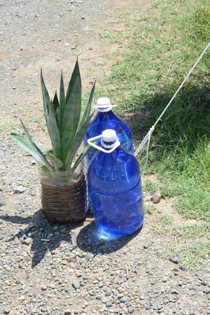 Plant