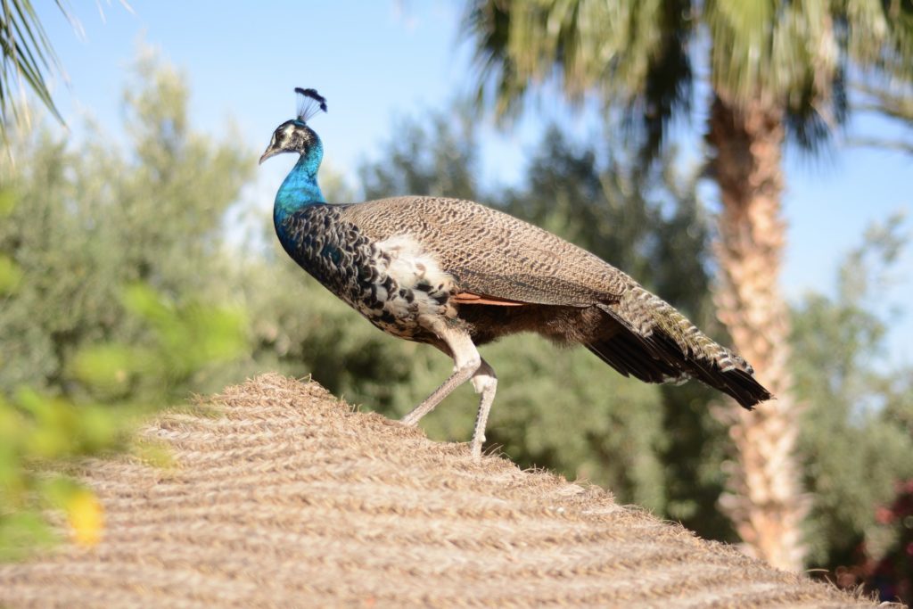 Peacock