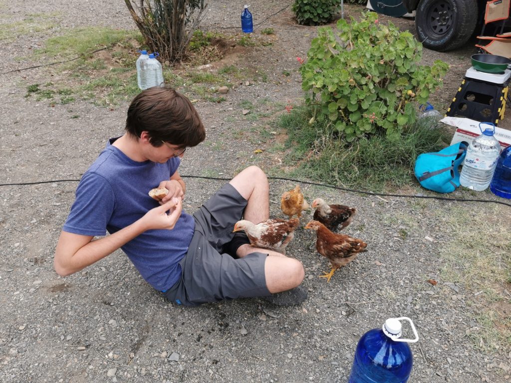 Chicken