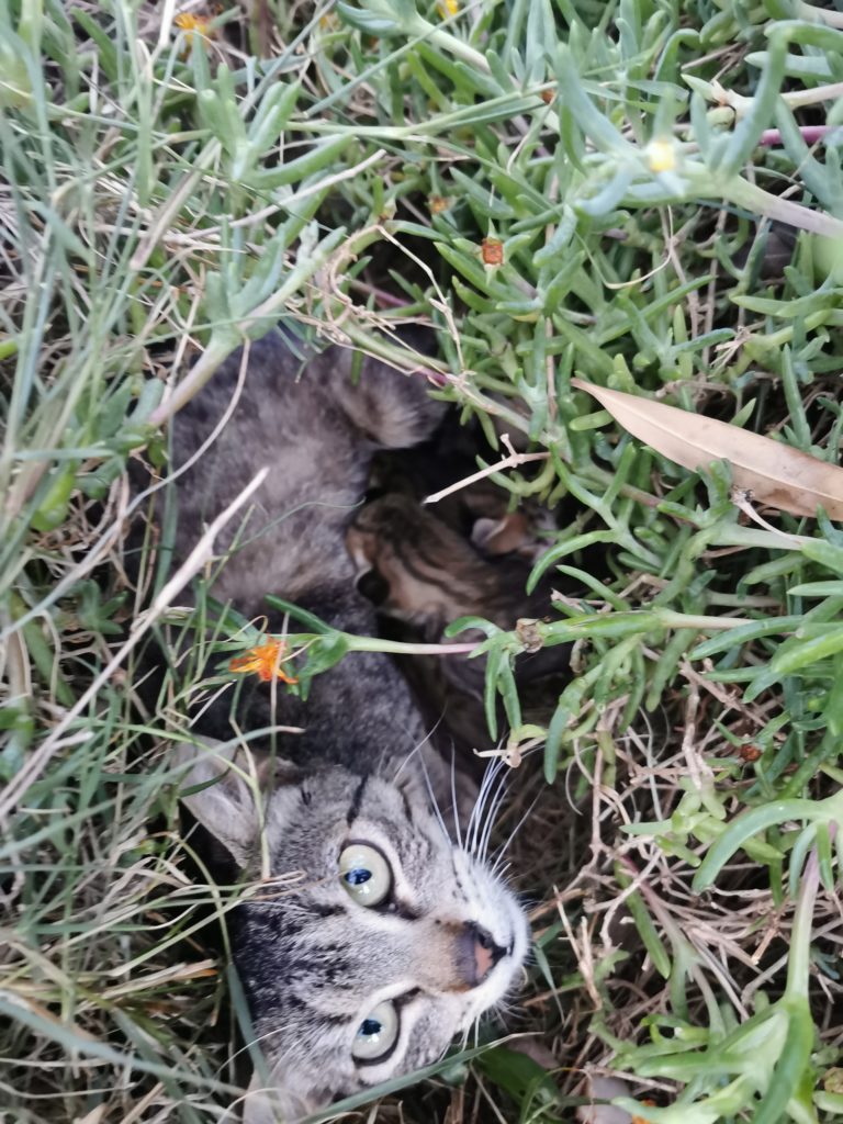 Cat Momma