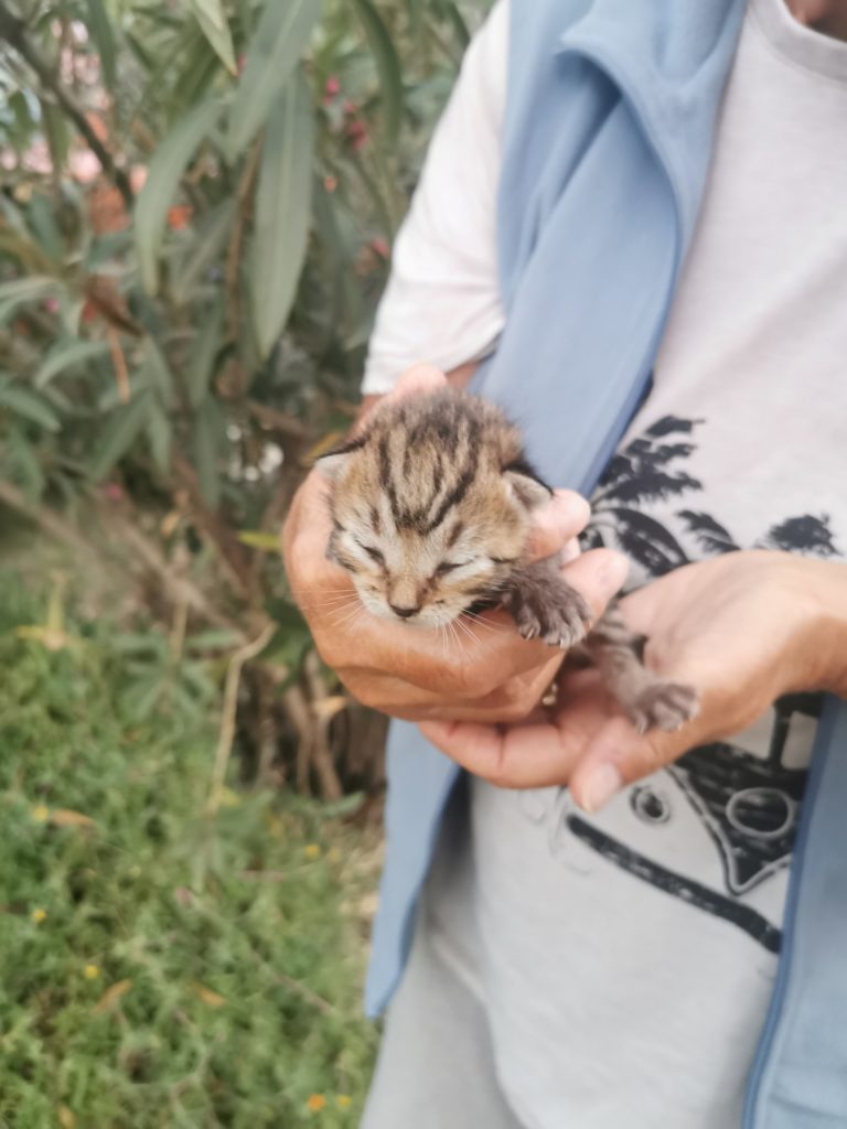 Baby Cat