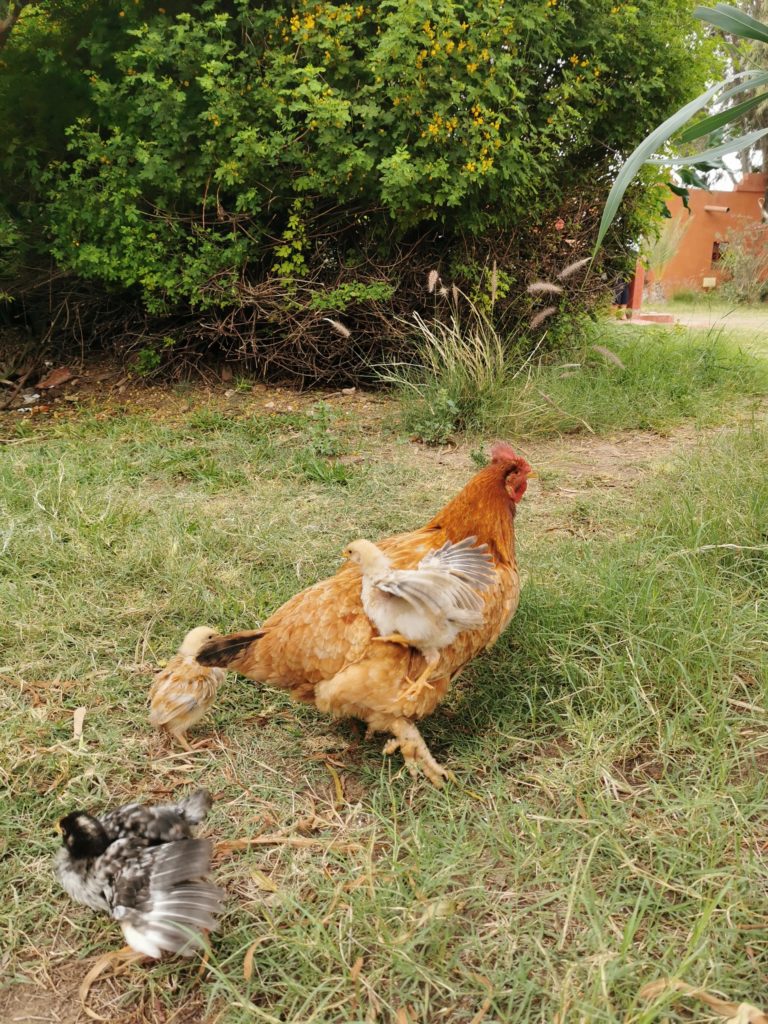 Mama hen
