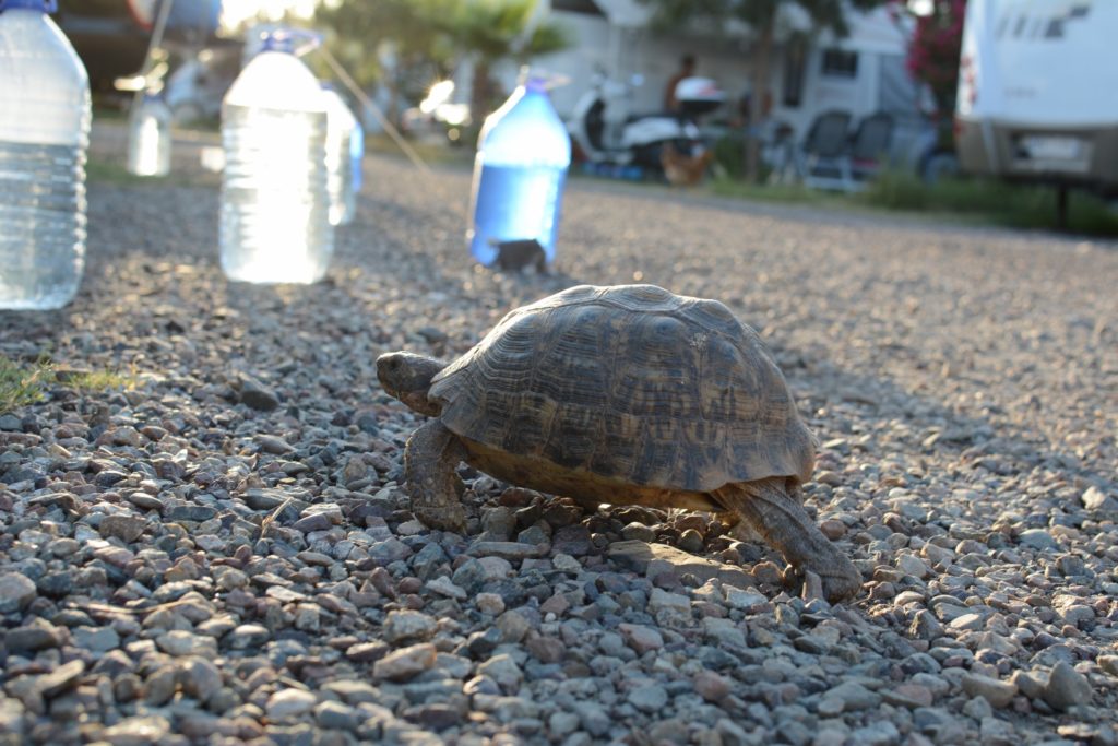 Turtle