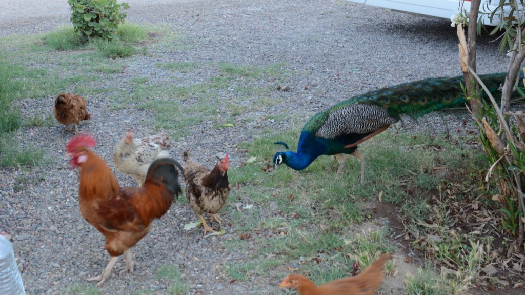 Birds