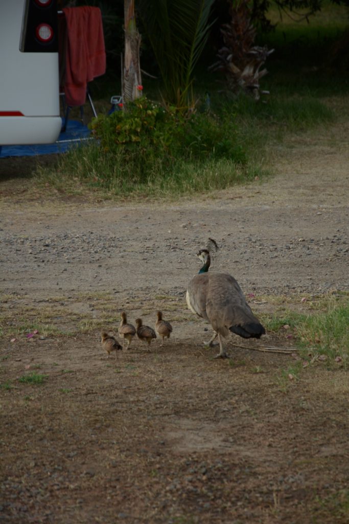 Peacocks
