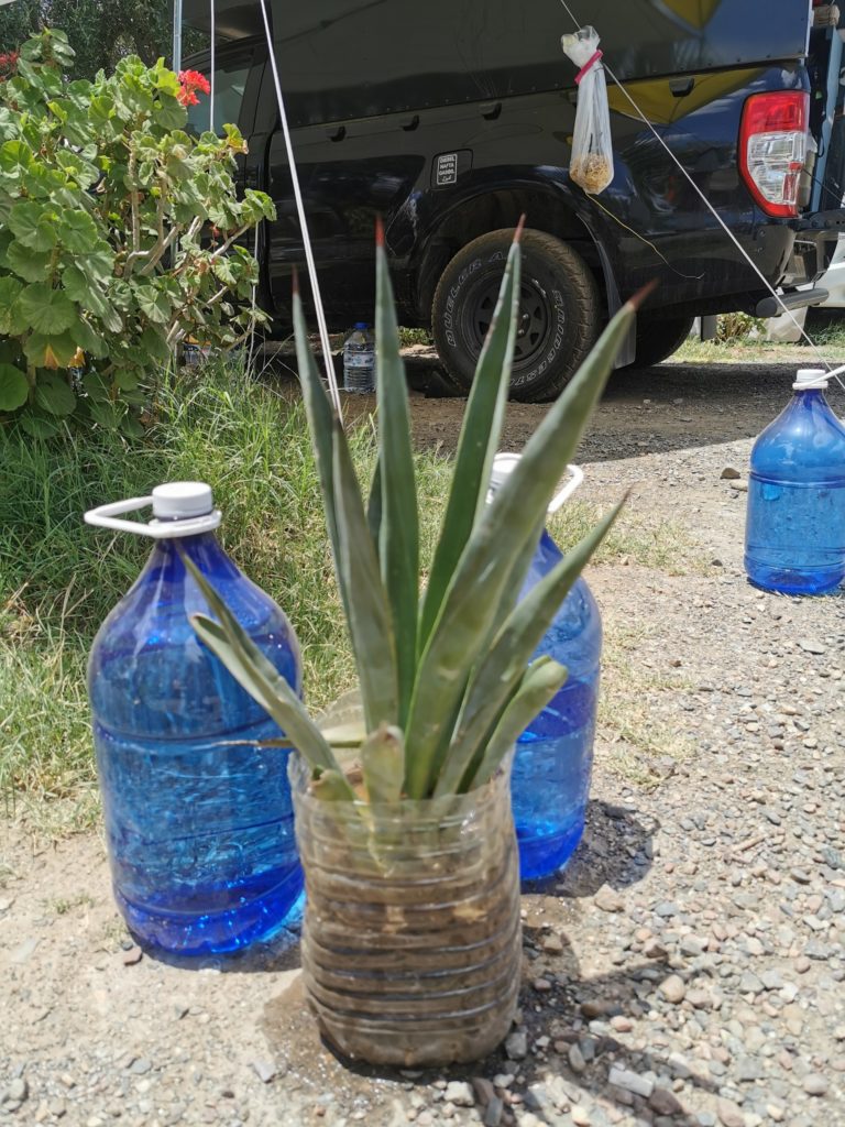 Plant