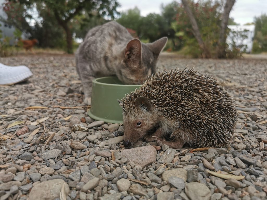 Hedgehog