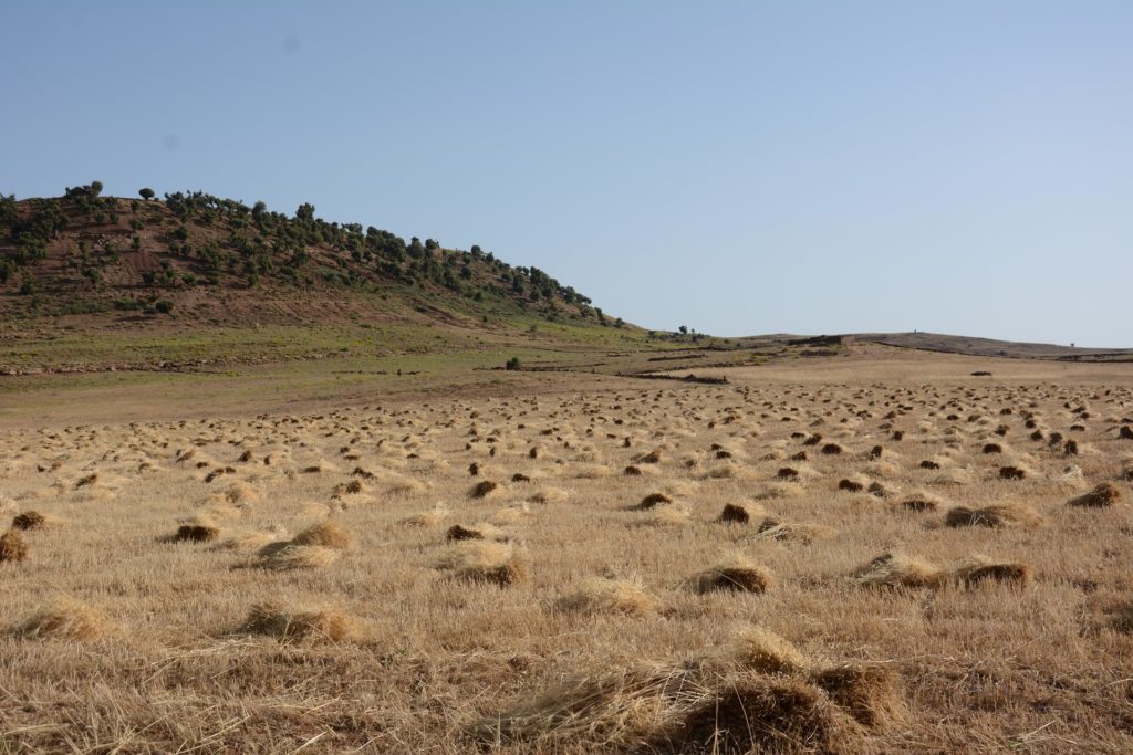 Wheat