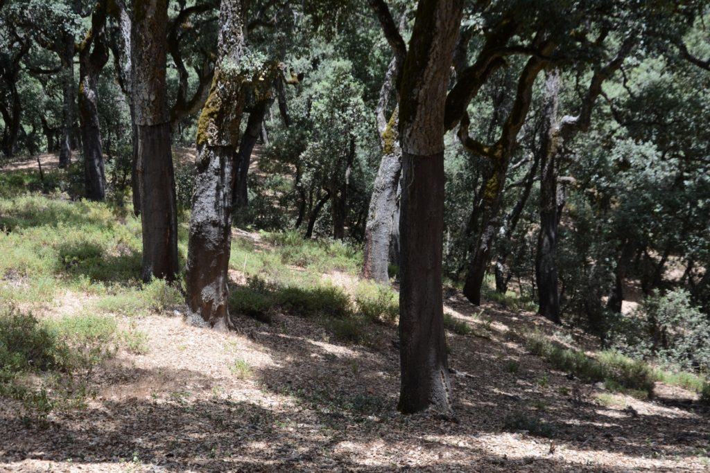 Cork trees