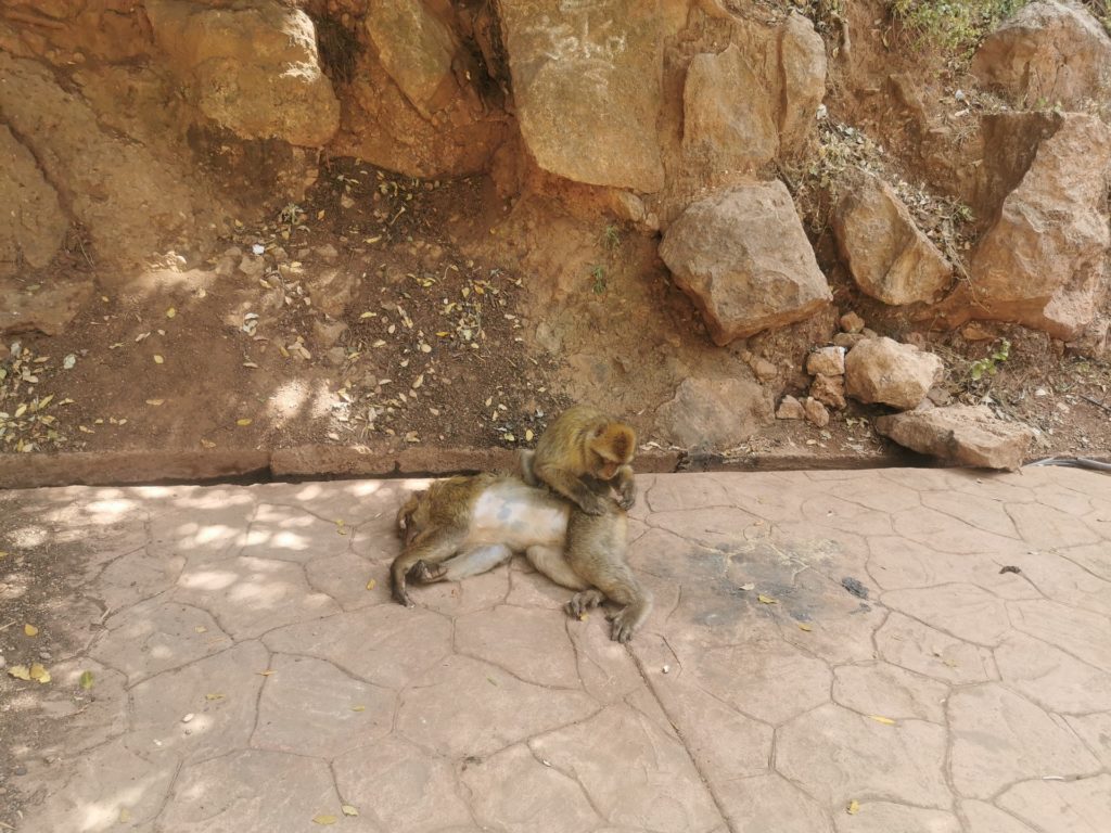 Monkey