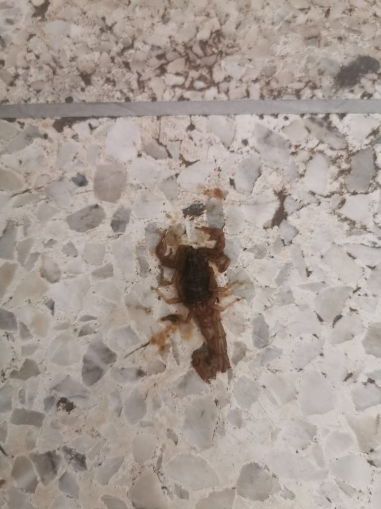 Scorpion