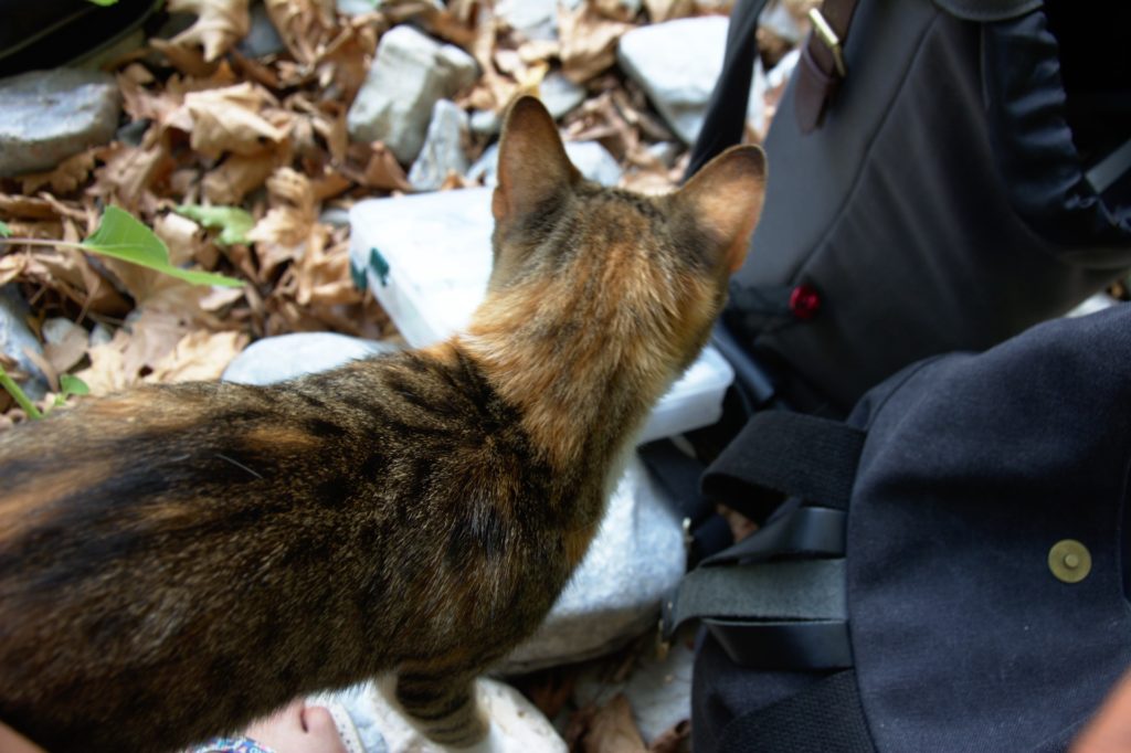 Cat