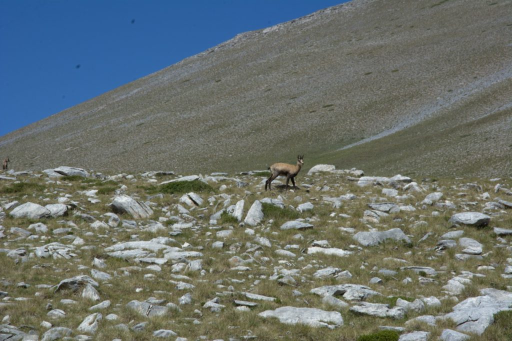 Chamois