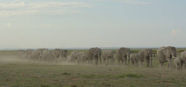 KENYA: LET THE SAFARI BEGIN